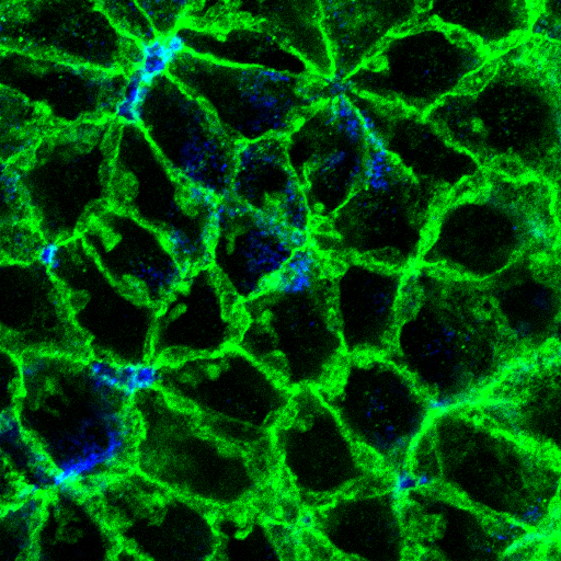 Picture of a cell