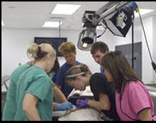 Students viewing cadaver