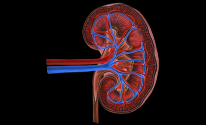 Decorative photo of kidney