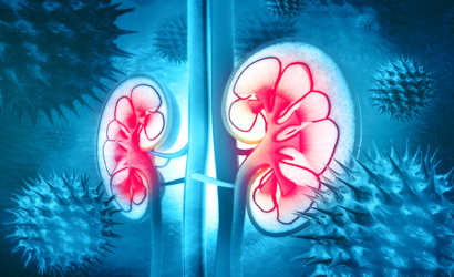 Decorative photo two kidneys