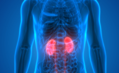 Decorative photo of human with highlighted two kidneys