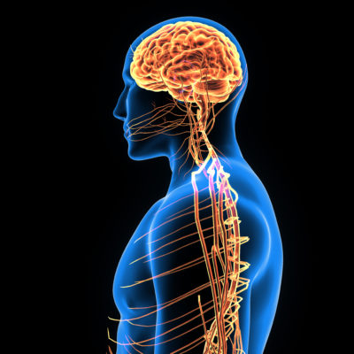 A 3D illustration of the human body highlighting the nervous system.