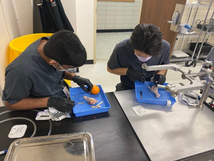 Medical students at work in suture lab.