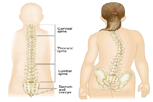 stock image of back and spine
