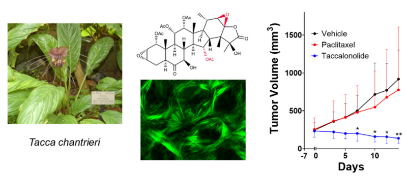 April Risinger, Ph.D. - Department of Pharmacology