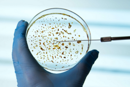 A petri dish in the hands of a researcher
