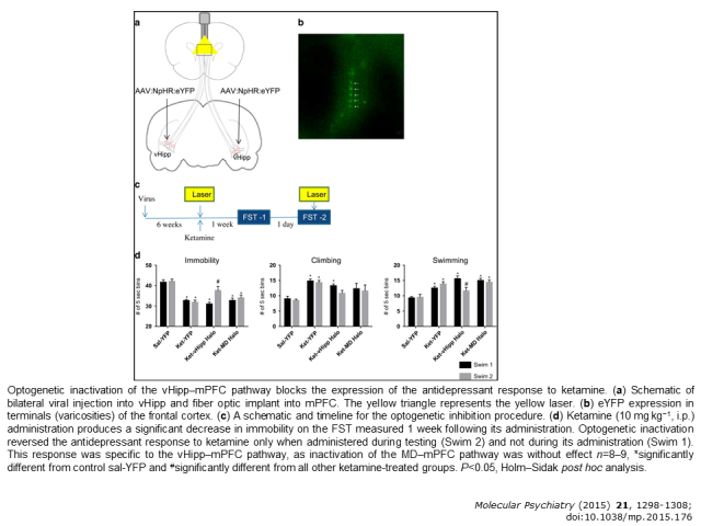 Optogenetic inactivation of the vHipp-mPFC pathway blocks the expression of the antidepressant response to ketamine. Schematic of bilateral viral injection into vHipp and fiber optic implant into mPFC. The yellow triangle represents the yellow laser. eYFP expression in terminals (vanicosites) of the frontal cortex. A schematic and timeline for the optogenetic inhibition procedure. Ketamine (10 mg kg) administration produces a significant decrease in immobility on the FST measured 1 week following its administration. Optogenetic inactivation reversed the antidepressant response in ketamine only when administered during testing (Swim 2) and not during its administration (Swim 1). The response was specific to the vHipp-mPFC pathway, as inactivation of the MD-mPFC pathway was without effect n=8-9. Significantly different from control cal-YFP and significantly different from all other ketamine-treated groups. P = 0.05, Holm Sidak post hoc analysis.