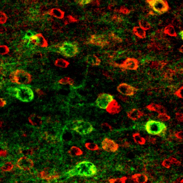CamK Department of Pharmacology